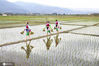 2020年5月23日，云南省大理州巍山县庙街镇云鹤村委会龙于村，当地彝族妇女提着秧苗从田间走过。