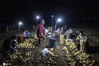  2020年5月21日，滕州市界河镇耿庄村马铃薯种植户正在夜间收获马铃薯。宋海存/IC photo
