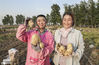 2020年5月21日，滕州市界河镇西耿庄村颜士清夫妻展示刚收获的马铃薯。宋海存/IC photo