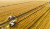 2020年5月24日，江苏省太仓市浏河镇桃源农场联合收割机在田间收割小麦。东_方/IC photo
