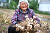 2020年5月14日，在安徽省亳州市谯城区张店乡李吉楼村，农民在整理刚收获的大蒜。刘勤利/IC photo
