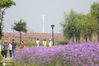 2020年5月26日，安徽省铜陵市西湖城市湿地公园内，7.5亩马鞭草花开正浓，吸引了诸多市民前往“打卡”留恋。据了解，该园自2016年开园以来，一直担当城市“绿肺”功能，一年四季以其独有的秀美景色越来越受到市民的欢迎。
