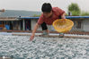 银鱼因具有高蛋白、低脂肪等特点，被誉为“长寿食品”和“水中的软白金”，西顺河镇洪祥村200余条渔船进入捕捞区域捕捞银鱼。