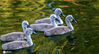 2020年5月28日，河北邯郸鸡泽县天鹅湖满月的8胞胎白天鹅宝宝与妈妈一起在湖里游玩。