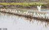 2020年5月29日，浙江省金华市金东区东湖畈现代农业粮食功能示范区，大批珍稀白鹭等鸟类在示范田捕食，构成一幅生态和谐的美丽画卷。