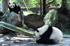 届时，将有16名专业饲养员精心照顾大熊猫。2020年5月29日上午，中国大熊猫保护研究中心都江堰青城山基地。大熊猫在安逸地吃着竹子。