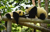 转运前，8只大熊猫已在大熊猫保护中心进行隔离观察，身体健康情况良好。2020年5月29日上午，中国大熊猫保护研究中心都江堰青城山基地。大熊猫在安逸地玩耍。