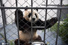 8只大熊猫的“新家”位于湖南省湘西土家族苗族自治州凤凰县，这里气候温和，四季分明，光照充足。2020年5月30日，凤凰中华大熊猫苑，网红大熊猫“兴安”在新家里摆出可爱的造型。