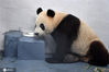 这是湘西地区首次迎来大熊猫，未来它们将在这里“定居”。 2020年5月30日，凤凰中华大熊猫苑，网红大熊猫“兴安”在新家里喝水。

