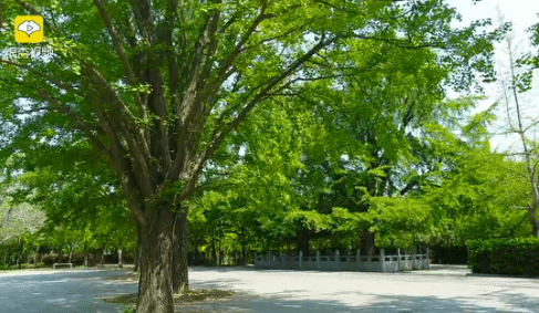 银杏■云端领略大美邳州!