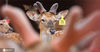 “我们双阳区嵘盛鹿业养殖场现有800多只鹿，可以与人互动的共有8只，我们家的小鹿都是明星。”养殖场负责人赵爽介绍说。