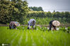 2020年6月13日报道，插秧的季节，江南的农田陆续开始放水插秧。大部分的农田都承包给了种田大户，但是一部分农民仍保留一块地自给自足。