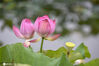 2020年6月17日，一场大雨过后，江苏淮安洪泽西顺河万荷园内八大色系48个品种的荷花睡莲争奇斗艳，美如画。