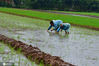 2020年6月18日，江苏南通如皋市磨头镇丁冒村村民冒雨在刚栽好的水稻田间劳作。