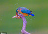 2020年6月18日，江苏省宿迁市泗洪县洪泽湖湿地鸟类保护区，一只只精灵般的翠鸟不仅吸引了众多游人的眼球，也成为摄影爱好者镜头中独特的风景。