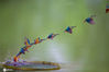 2020年6月17日，在江苏省宿迁市泗洪县洪泽湖湿地鸟类保护区，用多重曝光(一次成像)的技法拍摄的成串翠鸟画面。