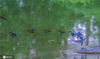2020年6月18日，在江苏省宿迁市泗洪县洪泽湖湿地鸟类保护区，用多重曝光(一次成像)的技法拍摄的成串翠鸟画面。