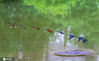 2020年6月18日，江苏省宿迁市泗洪县洪泽湖湿地鸟类保护区，一只只精灵般的翠鸟不仅吸引了众多游人的眼球，也成为摄影爱好者镜头中独特的风景。 近年来，随着生态环境的逐步修复与改善，加之人们爱鸟、护鸟的意识不断增强，洪泽湖湿地鸟类数量逐年增多，鸟类种群数也由过去的196种上升到206种。在鸟类保护区人们不仅可以观赏到大批白鹭，还可以欣赏到活泼灵动的翠鸟，尤其是翠鸟捕鱼的精彩瞬间，更令游人啧啧赞叹。图为用多重曝光(一次成像)的技法拍摄的成串翠鸟画面。张连华/IC photo 
