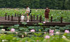 2020年6月19日，游客在江苏省南京市高淳区固城湖水慢城景区赏荷游览。 