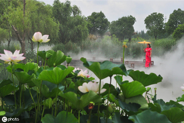 第十二届南京高淳固城湖水慢城荷花旅游节开幕 千亩荷花迎客来