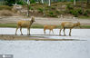 2020年6月21日，江苏大丰麋鹿国家级自然保护区内的麋鹿。