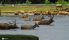 2020年6月21日，江苏大丰麋鹿国家级自然保护区内，竞相争渡的麋鹿。