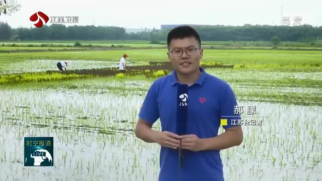 『水稻』夏种增收方法“美” 江苏水稻播栽进度过九成 【直击三夏】水稻种出文艺范