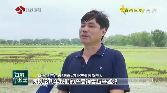 『水稻』夏种增收方法“美” 江苏水稻播栽进度过九成 【直击三夏】水稻种出文艺范