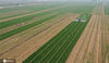 2020年3月8日，在山西省襄汾县邓庄镇下西梁村，泽阳粮食种植专业合作社土地托管服务车对麦田喷洒除草剂。
