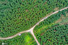 2020年3月10日，在四川省华蓥市高兴镇李子垭村拍摄的利用石漠化土地和荒山荒坡栽植的己经成林收获的油樟林。
