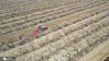 2020年3月20日，安徽省蒙城县楚村镇高油坊村龙派坊种植专业合作社桃树园内，农民驾驶拖拉机在耕整土地，以利于桃树生长和挂果。

