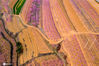2020年4月11日，山东青岛西海岸新区王台镇大地上的上万亩桃花互相竞放，粉的是桃花、绿的是小麦苗、黄的是待种的土地，将大地装点成了调色盘，美得令人称奇。
