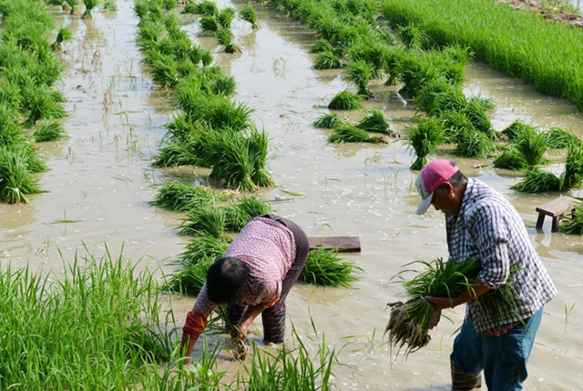 江苏淮安不误时地忙农事 40余万亩水稻播种已进“尾声”
