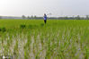 2020年6月27日，在江苏省淮安市洪泽区一乡村田地，农户们管护秧田，起苗插秧。