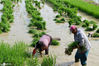 2020年6月27日，在江苏省淮安市洪泽区一乡村田地，农户们管护秧田，起苗插秧。
