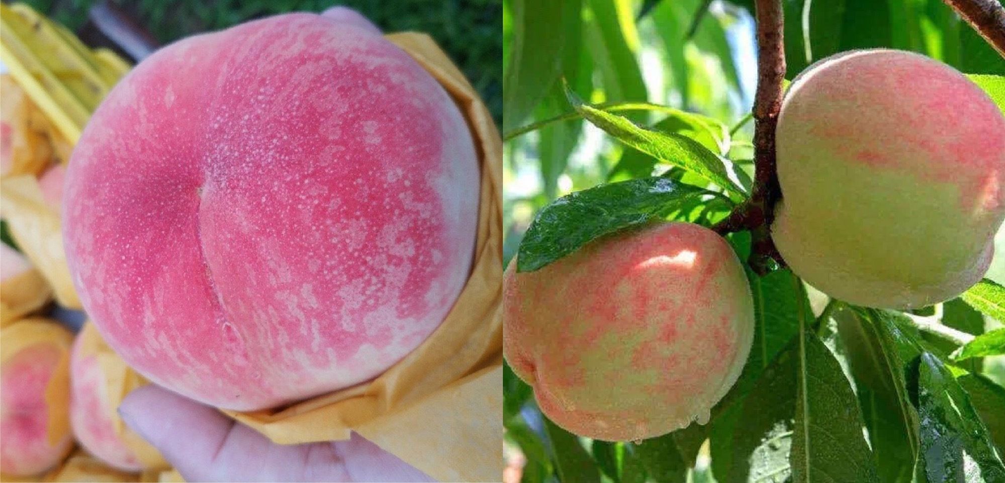 『常州』e起小康”邀您一起寻味常州 邂逅美味，沁夏“常”鲜！“苏货直播