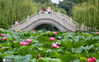 2020年7月1日，在江苏省扬州市茱萸湾风景区，游客在赏荷游玩。