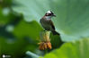 2020年7月1日，在江苏省扬州市茱萸湾风景区，一只小鸟站在莲蓬上休憩。
