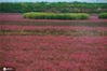 2020年7月9日，在青岛市胶州湾河流入海口滩涂，碱蓬草为河滩铺上红装。来源：IC photo