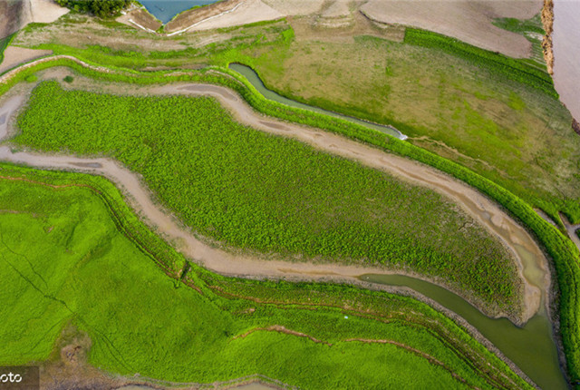 河南：三门峡大坝泄洪 黄河滩涂变绿色草原