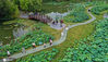 2020年7月13日，江苏省宿迁市泗洪县洪泽湖湿地景区游人如织。家长们带着孩子在洪泽湖湿地千荷园赏花观景，放松心情，乐享假期。