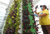 2020年7月15日，连云港市海州区智慧农业体验中心温室大棚，工作人员在管护立体种植的蔬菜。