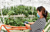 2020年7月15日，连云港市海州区智慧农业体验中心温室大棚，工作人员在管护立体种植的蔬菜。