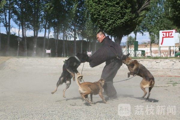 训练|武警塔城支队：聚焦练兵备战 狠抓实战化训练|荔枝军事