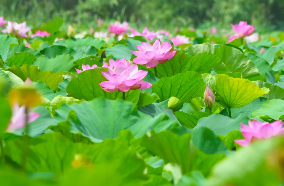 采莲■夏之趣！到洪泽湖湿地采莲赏荷去！