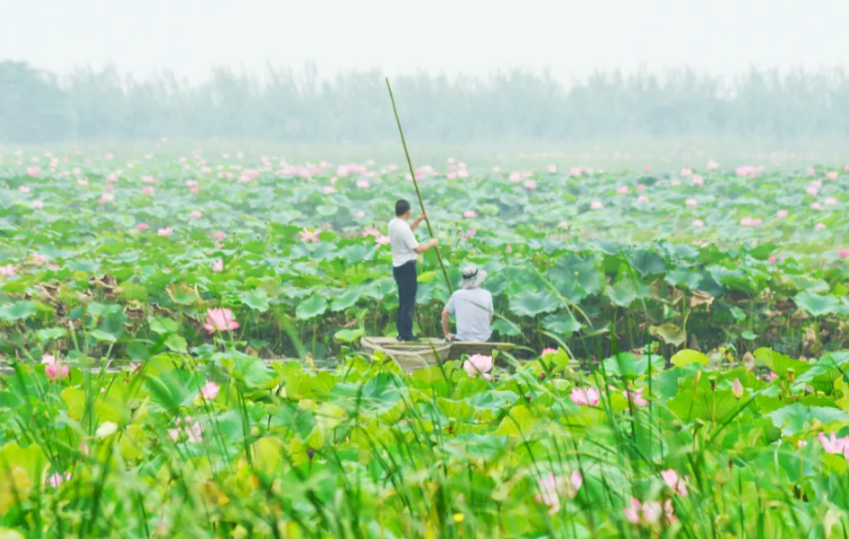 采莲■夏之趣！到洪泽湖湿地采莲赏荷去！