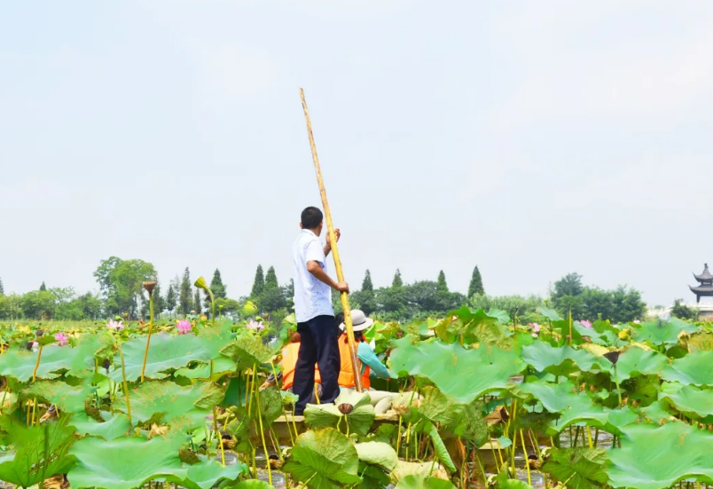 采莲■夏之趣！到洪泽湖湿地采莲赏荷去！