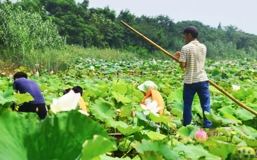 采莲■夏之趣！到洪泽湖湿地采莲赏荷去！