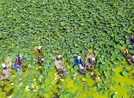 Aquatic plant planting improves ecological environment, ensures fishermen's income in Jiangsu