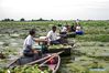 Members of a professional cooperative harvest lotus pods in Lihe Village Sihong County, east China's Jiangsu Province, July 24, 2020. In recent years, the county has reduced the area of aquaculture in Hongze Lake and organized fishermen to set up cooperatives to develop aquatic plant planting, which not only improve the ecological environment of the lake but also ensure the income of the fishermen. (Photo by Xu Changliang/Xinhua) 